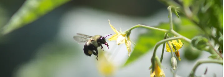 Hummel im Flug vor einer gelben Blüte